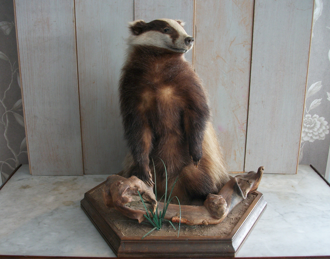 Taxidermy of a Badger